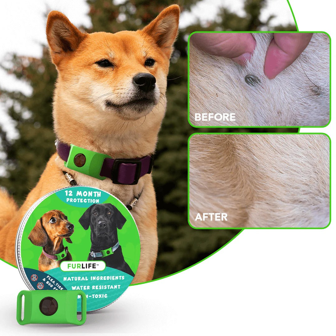 FurLife™ – El Colgante Natural Que Protege A Tu Mascota De Pulgas Y Garrapatas Por 12 Meses