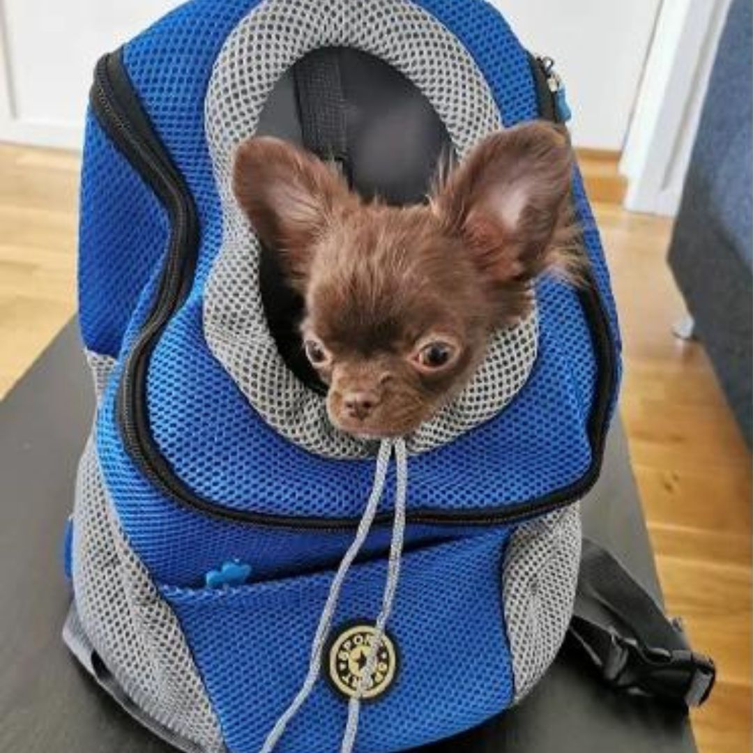 CaniComfy™ Bolso de seguridad para mascotas transpirable
