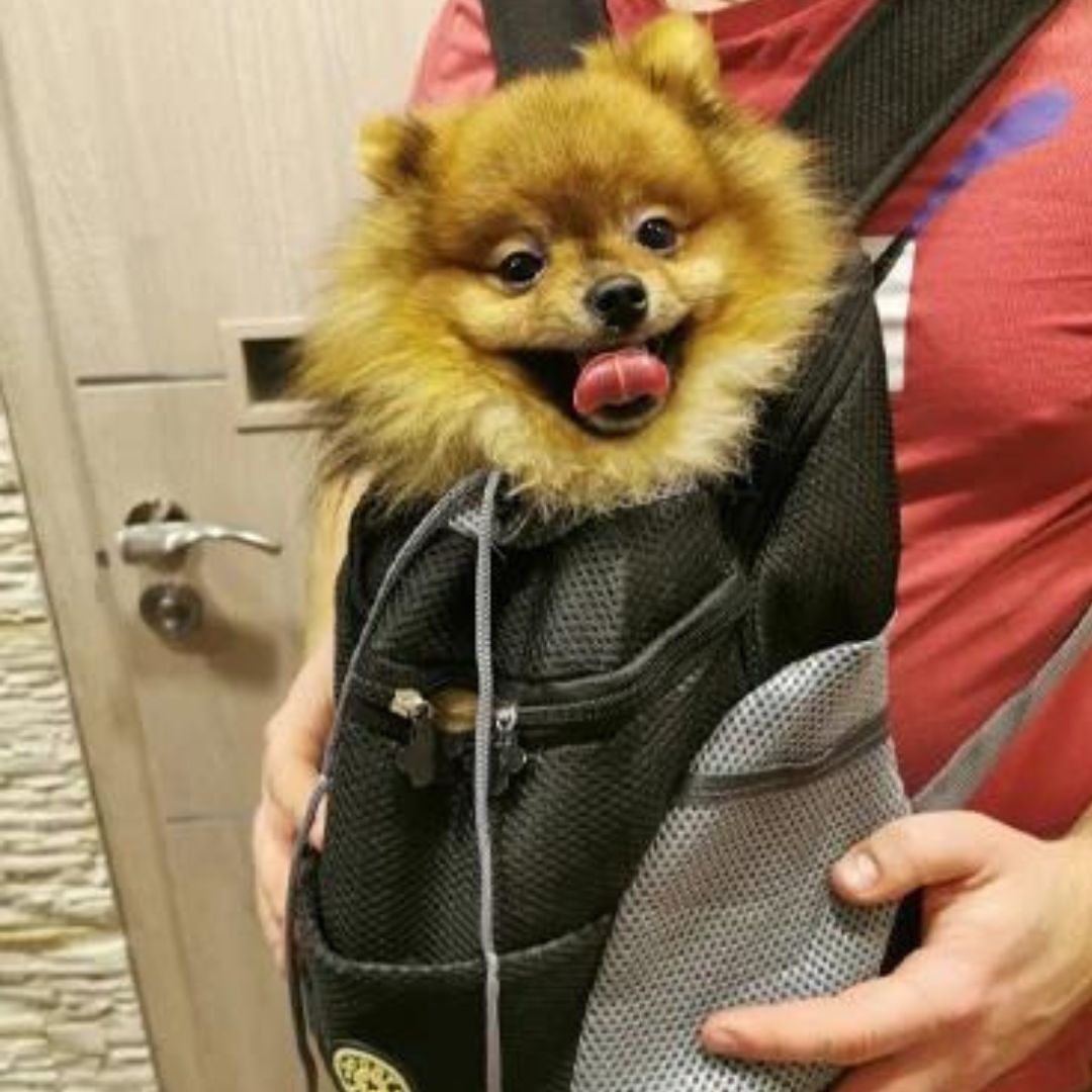 CaniComfy™ Bolso de seguridad para mascotas transpirable